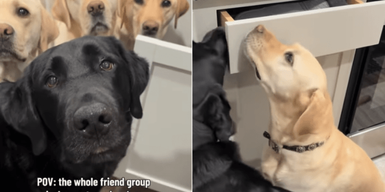 ‘Drop Out’ Service Dogs Hilariously Team up for Group Project