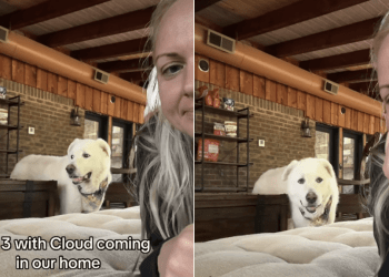 Senior Rescue Dog Learning To Trust Again Is Melting Hearts