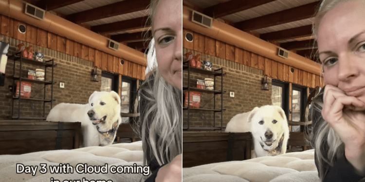 Senior Rescue Dog Learning To Trust Again Is Melting Hearts