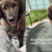 Dog Insists on Playing Fetch With Tiniest Stick She Could Find
