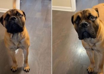 Dog Realizes It’s Walk Time & Can’t Hide Happiness Anymore