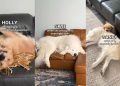 Owner Reveals Dogs’ Careers Based on How They Sleep