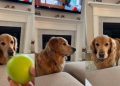 Golden Retriever turns fetch into a super laid-back activity