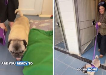 Senior Rescue Dog Gets Sweetest & Unexpected Name After Adoption
