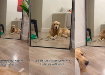 Dog Doesn’t Get How He Can See Owner in Mirror When She’s Behind