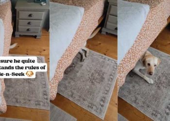 Dog Makes Noise With Tail While Playing Hide & Seek
