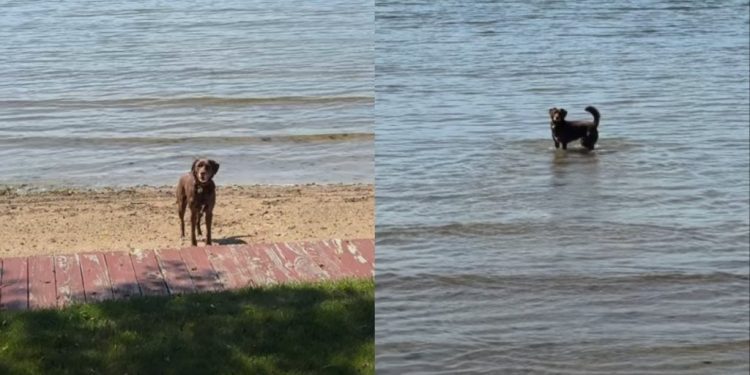 Dog Happily Hops Into Her First Swim of 2026 & It’s Pure Joy