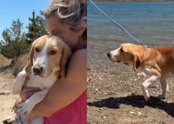 Rescue Puppy Sees the World Beyond His Lab Cage & Slowly Learns To Trust