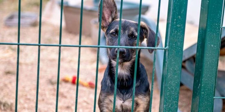 Over 60 Dogs Living in ‘Extreme Neglect’ Rescued From Pennsylvania Home