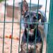 Over 60 Dogs Living in ‘Extreme Neglect’ Rescued From Pennsylvania Home
