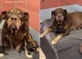 Mama Shelter Dog Found Dumped With Her Babies in a Park Looks Up, Pleading for Rescue