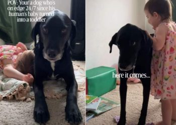 Dog Cannot Catch a Break Since His Baby Sibling Became a Toddler