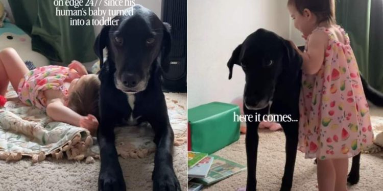 Dog Cannot Catch a Break Since His Baby Sibling Became a Toddler