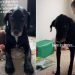 Dog Cannot Catch a Break Since His Baby Sibling Became a Toddler