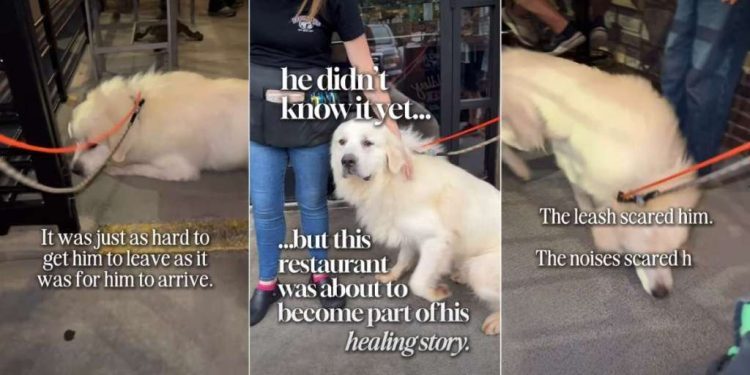 Foster Dog’s Healing Journey Becomes a Reality, All Thanks to a Restaurant