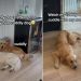Golden Retriever Love for ‘Non-Cuddly’ Sibling Comes With a Catch