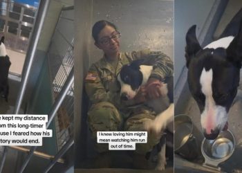 Shelter Dog Waiting for Nearly 300 Days Is Battling Against Time