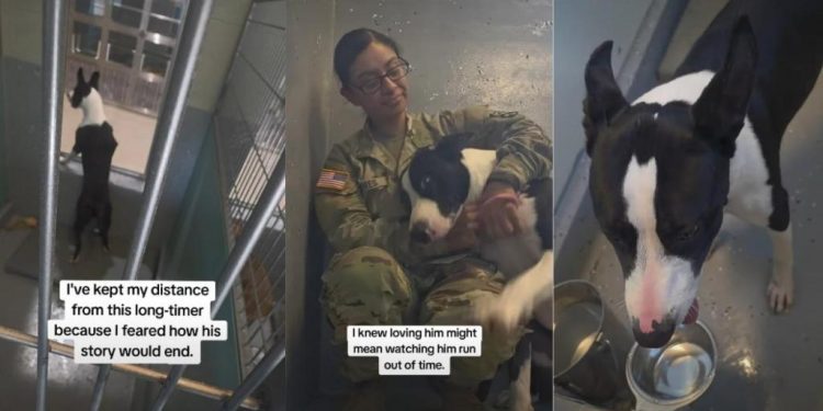 Shelter Dog Waiting for Nearly 300 Days Is Battling Against Time