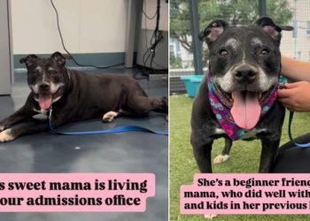 Mama Shelter Dog Now Takes Life at a Slower Pace, but Her Heart Is Still as Big as Ever