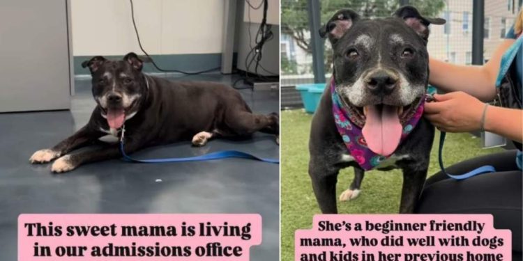 Mama Shelter Dog Now Takes Life at a Slower Pace, but Her Heart Is Still as Big as Ever