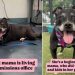 Mama Shelter Dog Now Takes Life at a Slower Pace, but Her Heart Is Still as Big as Ever