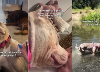 Human’s Chance Meeting With Shelter Dog Leads to Beautiful Foster Fail Story