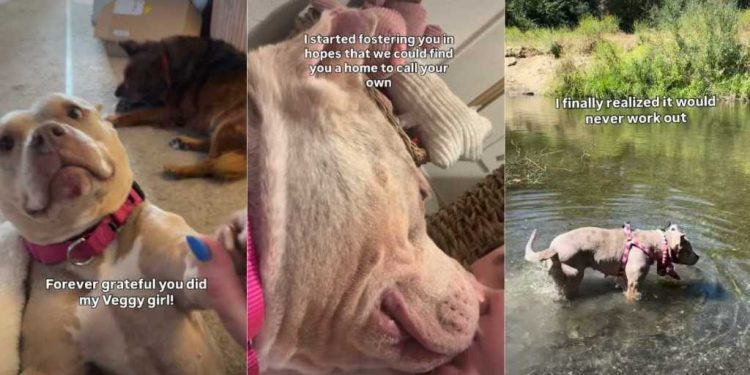 Human’s Chance Meeting With Shelter Dog Leads to Beautiful Foster Fail Story