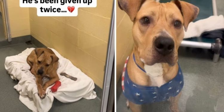 Shelter Dog Already Surrendered Twice Waits for His Permanent Family