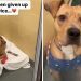 Shelter Dog Already Surrendered Twice Waits for His Permanent Family
