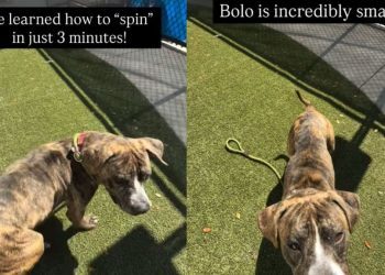 Shelter Puppy Is Full of Love & Adventure Despite Being Abandoned