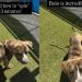 Shelter Puppy Is Full of Love & Adventure Despite Being Abandoned