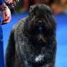 Teen’s Prom Dress Delivery Ends up Saving Her ‘Severely Hurt’ Dog