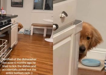 Golden Retriever Is Scared of the Dishwasher for a Very Valid Reason