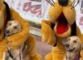 Golden Retriever Service Dog Beams as Pluto Gives Her a Hug