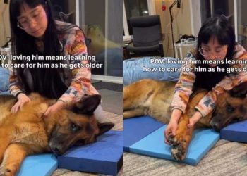 Senior Dog Looks at Mom Like He Knows She Won’t Give up on Him, Then Kisses Her