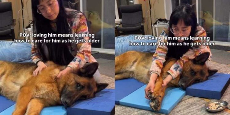 Senior Dog Looks at Mom Like He Knows She Won’t Give up on Him, Then Kisses Her