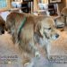 Golden Retriever’s ‘Stealth Mission’ Fails After Furry Sibling Interrupts With a Kiss