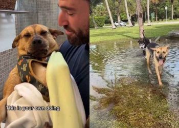 Rescue Dog Who Always Avoided Water Surprises Dad by Jumping Into Rain Puddle