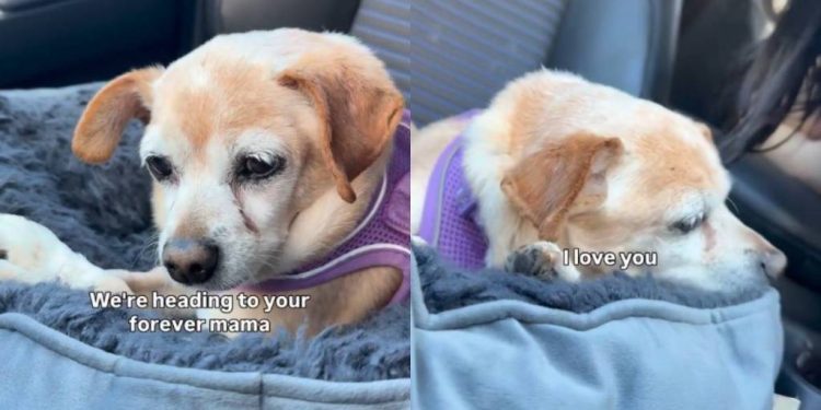 Foster Dog Gets One Last Pep Talk Before Adoption & It’s a Tear-Jerker
