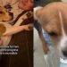 ‘Terrified’ Foster Dog Rescued From Lab Makes Incredible Progress