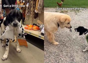Humans Bring Shelter Puppy, Who Spent Life in a Crate, Home in a Surprise He Always Wanted