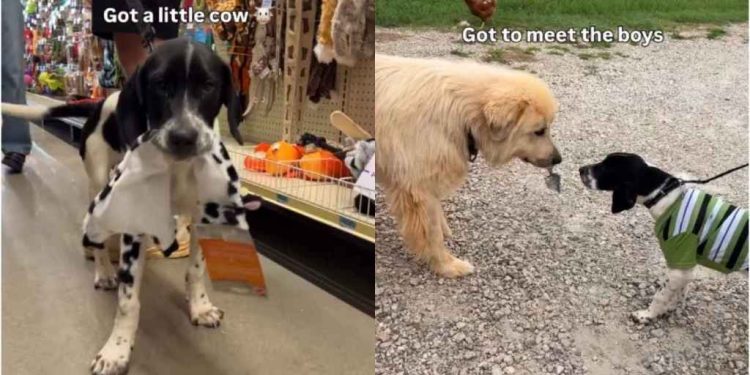 Humans Bring Shelter Puppy, Who Spent Life in a Crate, Home in a Surprise He Always Wanted