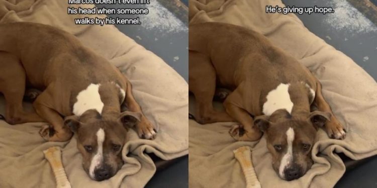 Shelter Dog Struggling To Stay Hopeful in a Kennel, Deserves a Forever Home
