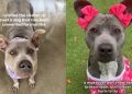 Shelter Dog Used to Feeling Invisible Waits for Someone to Choose Her