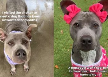 Shelter Dog Used to Feeling Invisible Waits for Someone to Choose Her