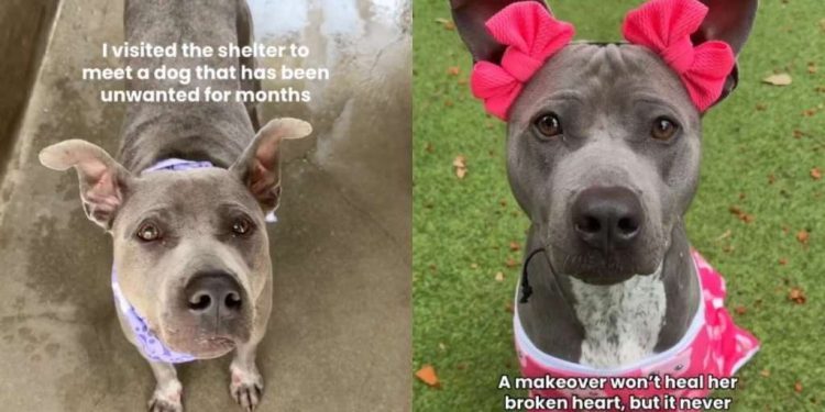 Shelter Dog Used to Feeling Invisible Waits for Someone to Choose Her