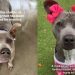 Shelter Dog Used to Feeling Invisible Waits for Someone to Choose Her