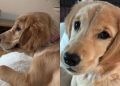 Golden Retriever Puppy’s Ears Are Always Wet for a Peculiar Reason