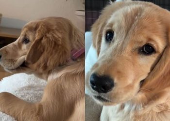 Golden Retriever Puppy’s Ears Are Always Wet for a Peculiar Reason
