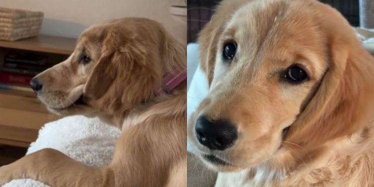 Golden Retriever Puppy’s Ears Are Always Wet for a Peculiar Reason
